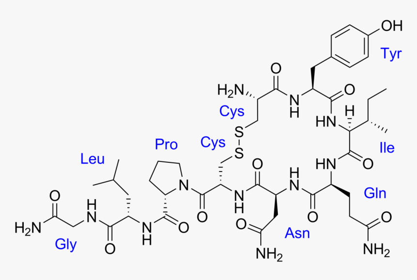 Hormone Oxytocin, HD Png Download, Free Download