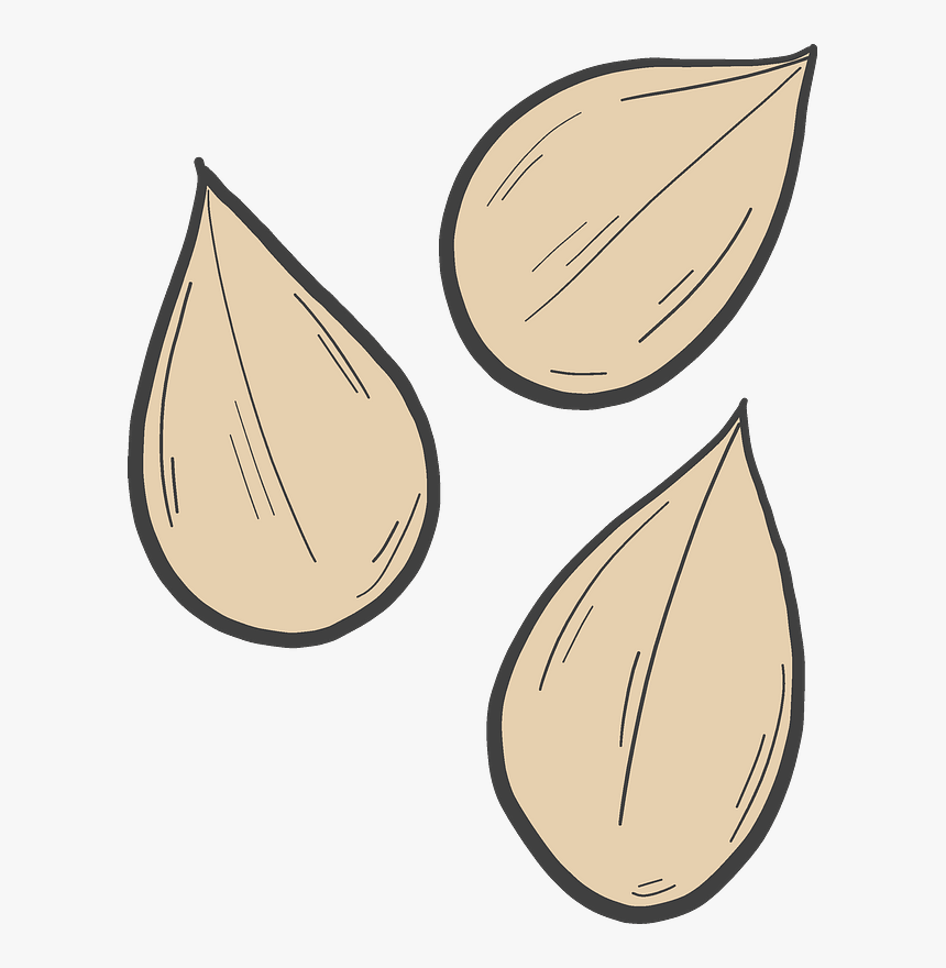 Pumpkin Seeds Clipart - Elephant Garlic, HD Png Download, Free Download