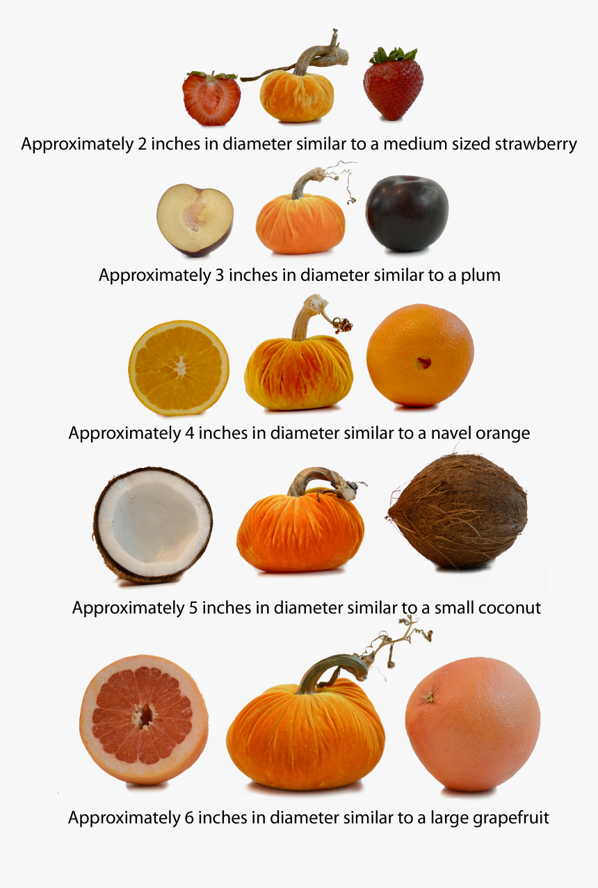Pumpkins Png, Transparent Png, Free Download