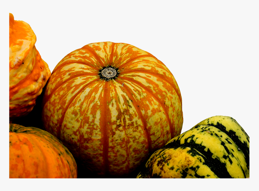 Pumpkins Gourds And Squash Png, Transparent Png, Free Download