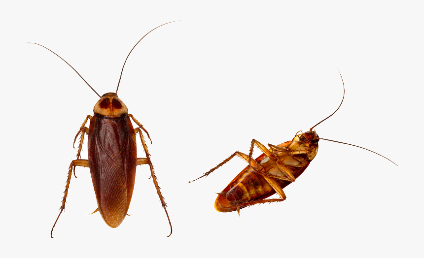 Clip Art Centipedes Images Gallery - Cockroach, HD Png Download, Free Download