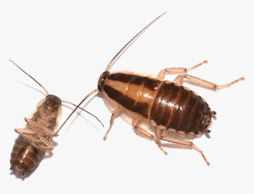 Nymph German Cockroach - New Jersey Cockroach, HD Png Download, Free Download