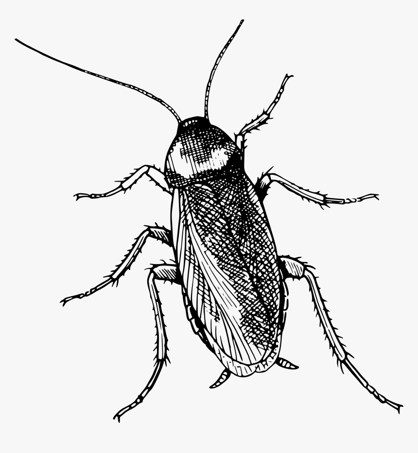 Transparent Beetle Clipart - Cockroach Black And White, HD Png Download, Free Download