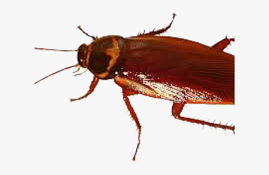 Cockroach Png Transparent Images - Insects Cockroach, Png Download, Free Download