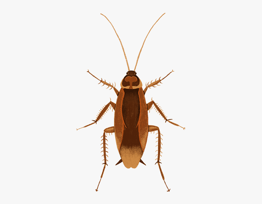 American-cockroach - Longhorn Beetle, HD Png Download, Free Download