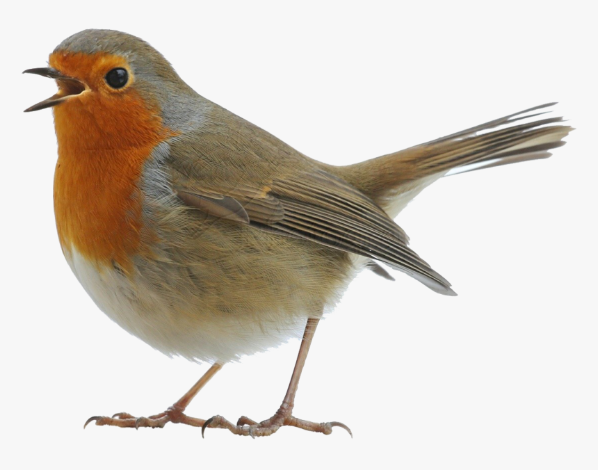 Robin Png Image File - European Robin, Transparent Png, Free Download