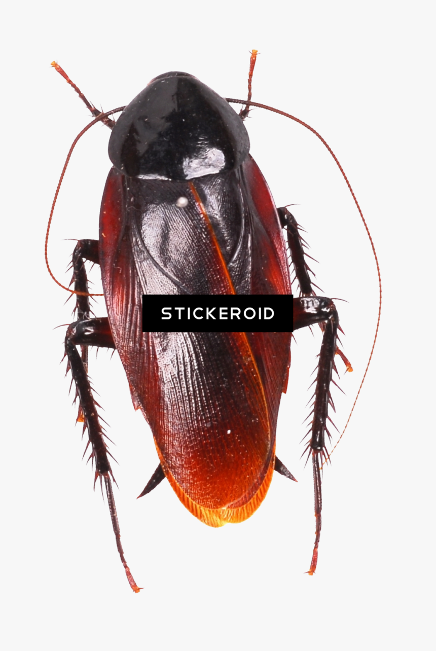 Cockroach Moving Animation , Png Download - Cockroach, Transparent Png, Free Download
