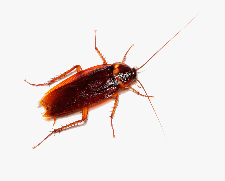 To Learn More About Cockroach Pest Control And How - Cockroach, HD Png Download, Free Download