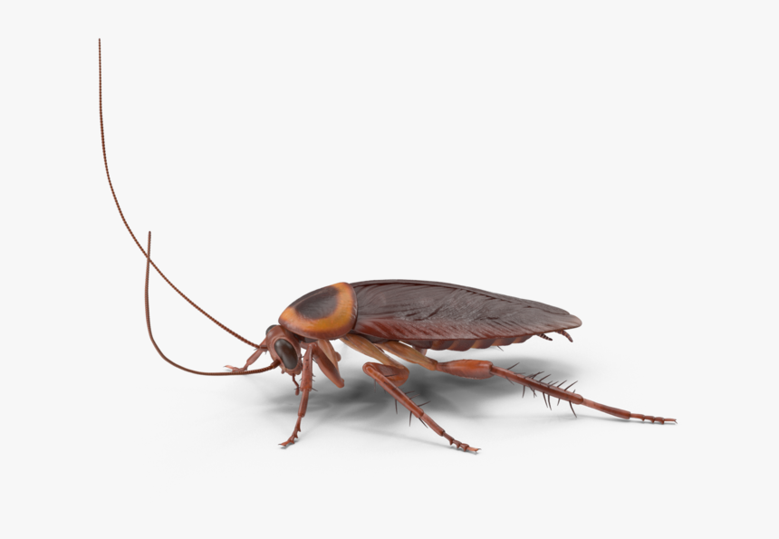 Cockroach - H04 - 2k - Longhorn Beetle, HD Png Download, Free Download