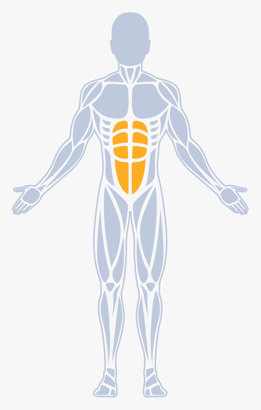 Abs - Muscle Groups In Core, HD Png Download, Free Download