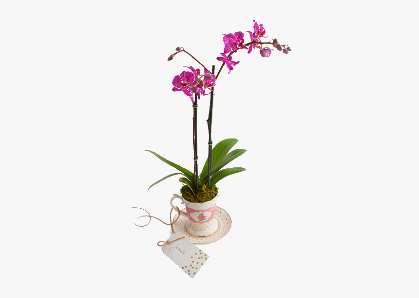 Orchids, HD Png Download, Free Download