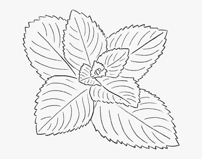 Mint, HD Png Download, Free Download