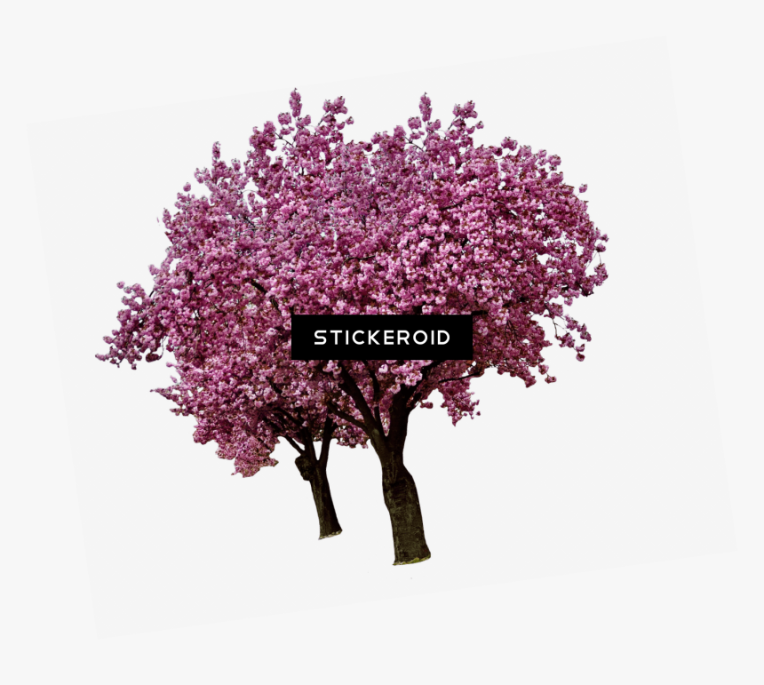 Transparent Arbre Png - Cherry Blossom Tree Png, Png Download, Free Download