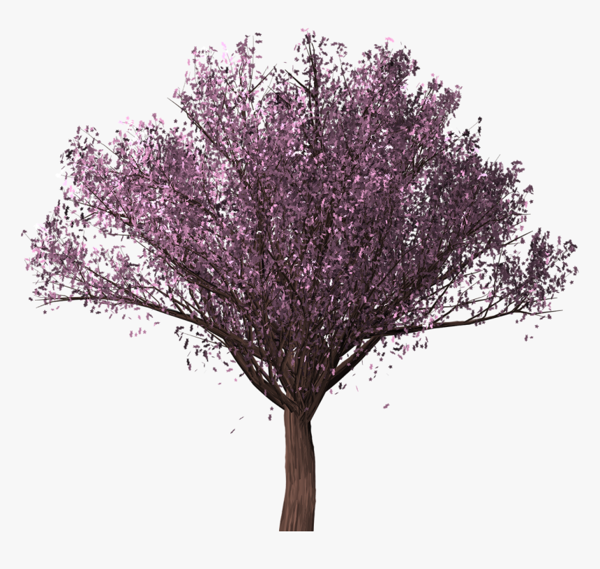 Pohon Sakura Png, Transparent Png, Free Download