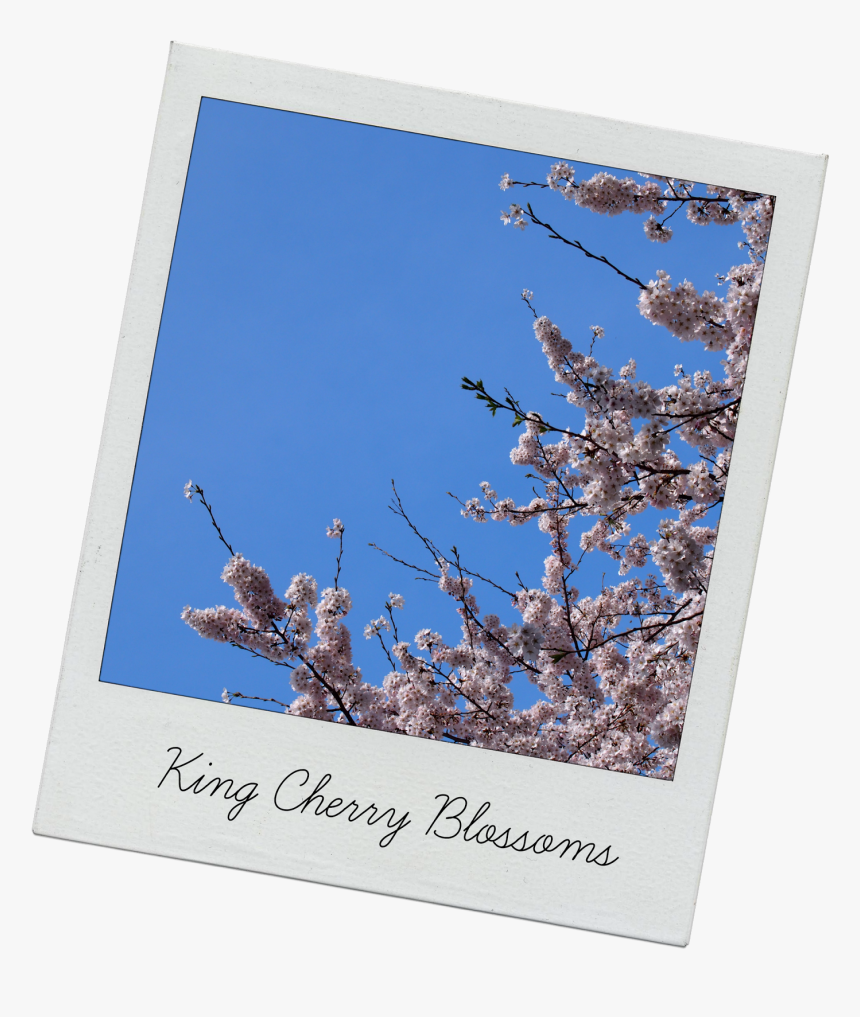 Cherry Blossom Tree - Cherry Blossom, HD Png Download, Free Download