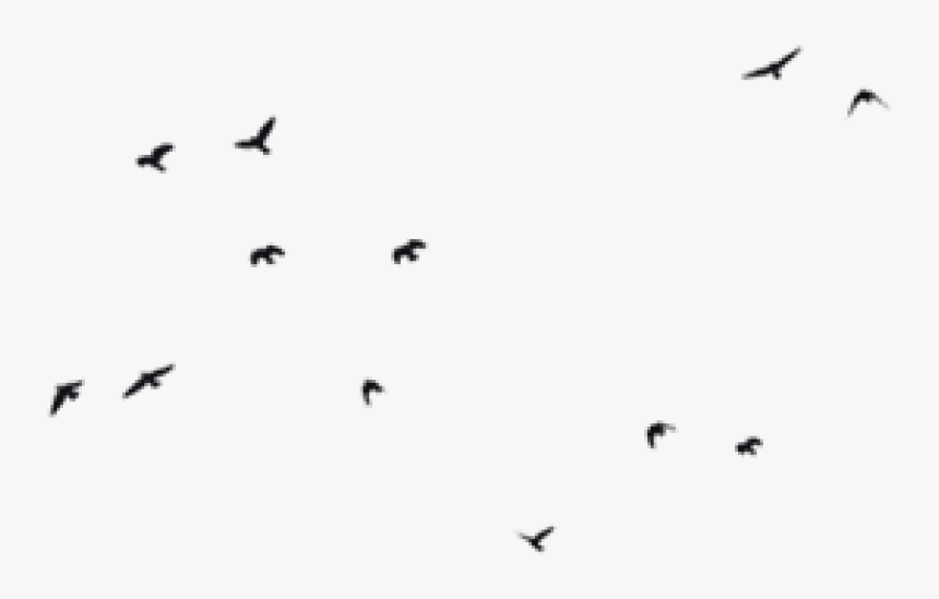 Birds Flying Transparent Background, HD Png Download, Free Download