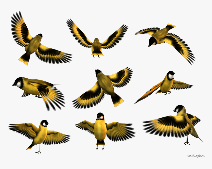 Flying Part Birds Pinterest - Weaver Bird Png, Transparent Png, Free Download