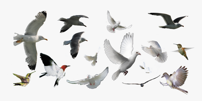 Dove Of Peace, HD Png Download, Free Download