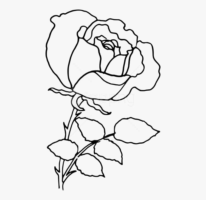 Free Png Download Png Rose Outline S Clipart Png Photo - Rose Flower Line Drawing, Transparent Png, Free Download