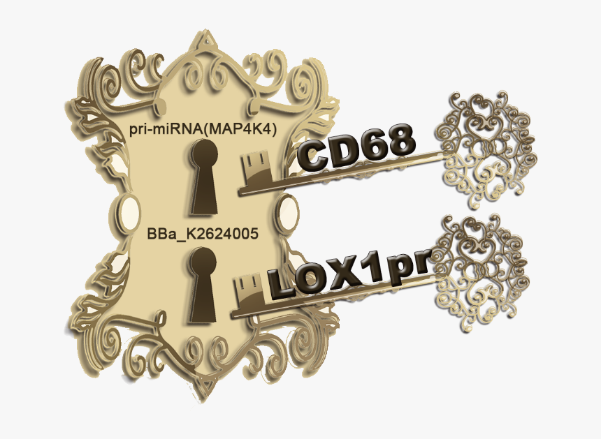 Ath29 Is A Major Atherosclerosis Susceptibility Locus - Badge, HD Png Download, Free Download