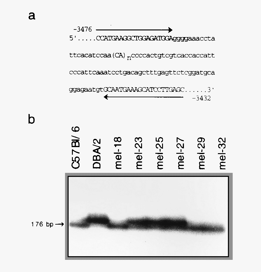 Document, HD Png Download, Free Download
