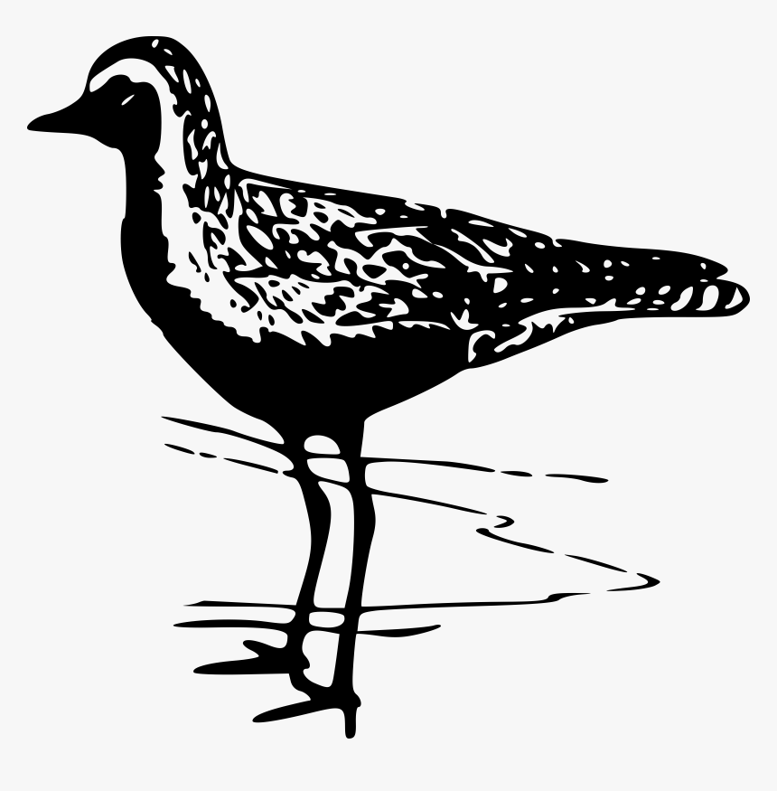 Golden Plover 1 Clip Arts - American Golden Plover Clip Art, HD Png Download, Free Download