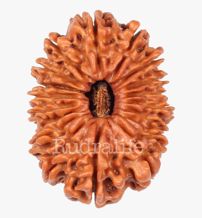 Eighteen Mukhi Rudraksha Rudraksha - Chocolate Cake, HD Png Download, Free Download