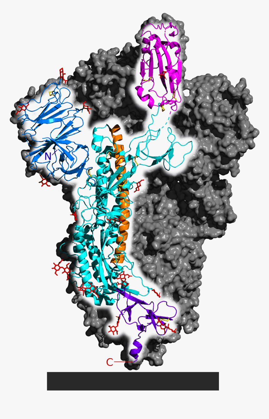 6vsb Spike Protein Sars Cov 2 Monomer In Homotrimer - Illustration, HD Png Download, Free Download