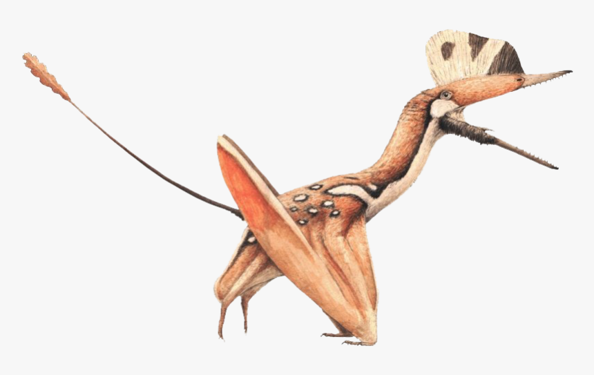 Pterosaurs Png Image - Darwinopterus Pterosaur, Transparent Png, Free Download