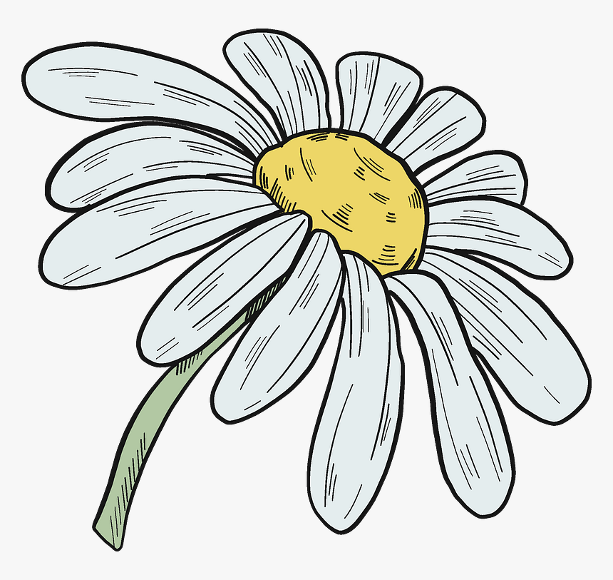 Daisy Clipart - Oxeye Daisy, HD Png Download, Free Download