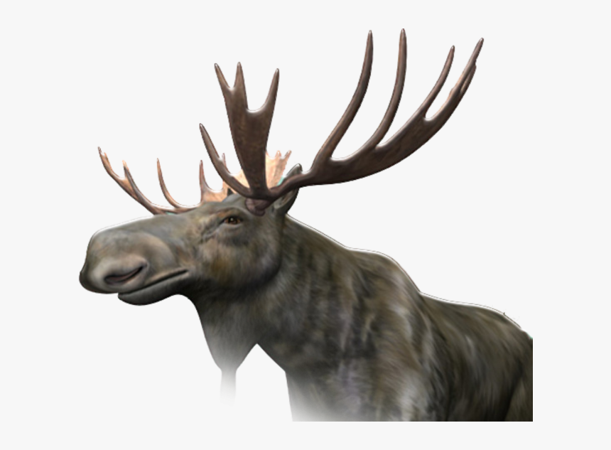 Transparent Moose Head Png, Png Download, Free Download