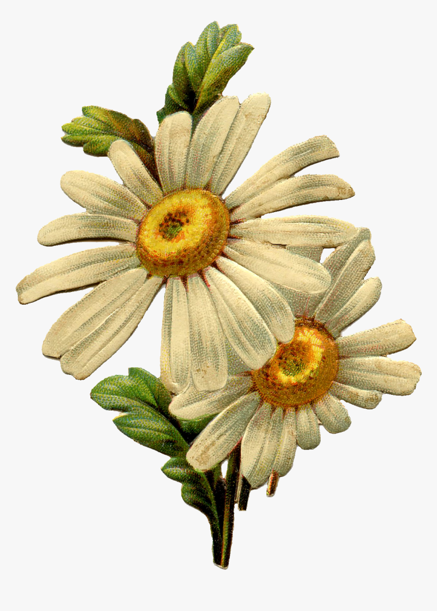Vintage Daisies Clip Art, HD Png Download, Free Download