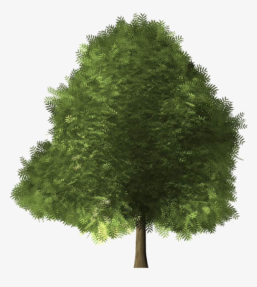 Maple Tree Maple Tree - Broad Leaved Trees, HD Png Download, Free Download