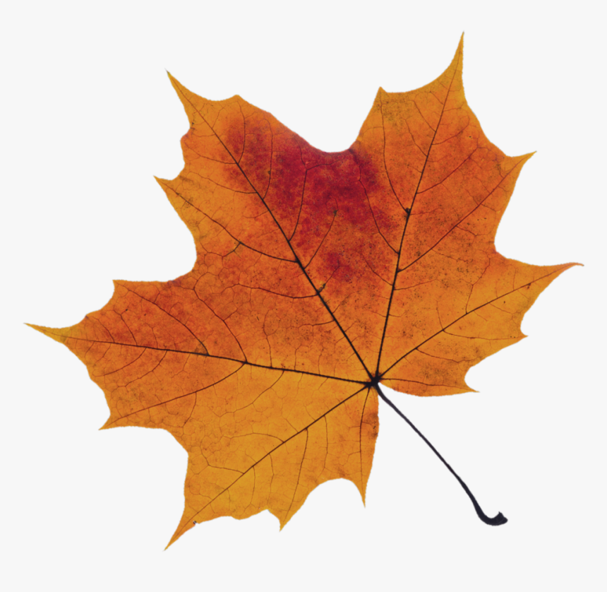 Leaf-33 - Png Orange Leaf, Transparent Png, Free Download