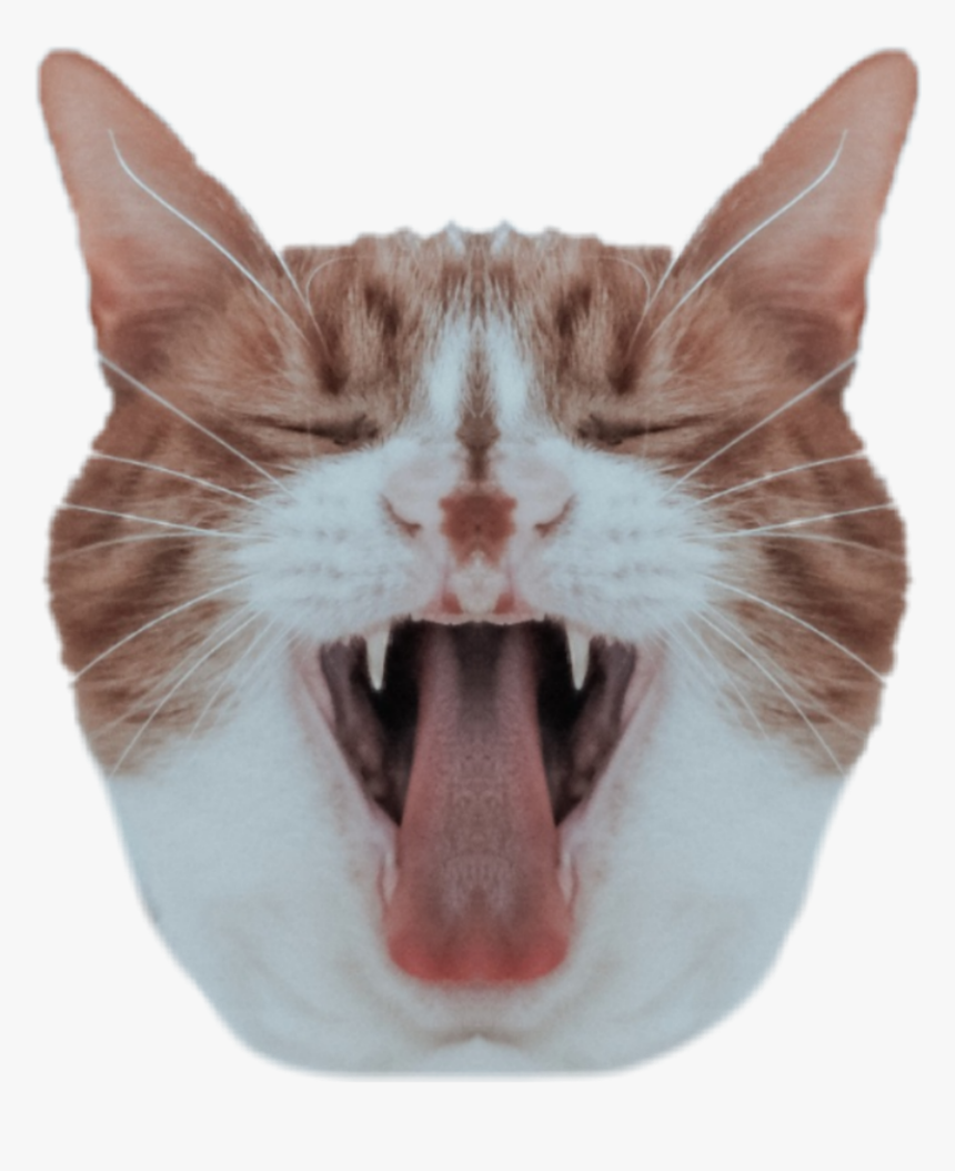 #cat #head #mirroreffect, HD Png Download, Free Download