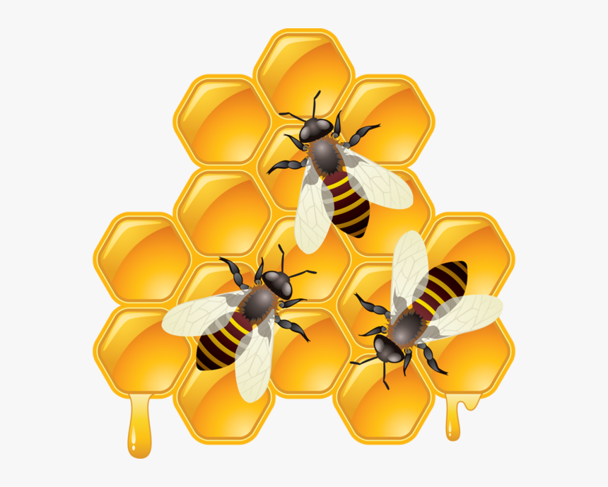 Honey Clipart Honeycomb - Honey Bee Clipart Png, Transparent Png, Free Download