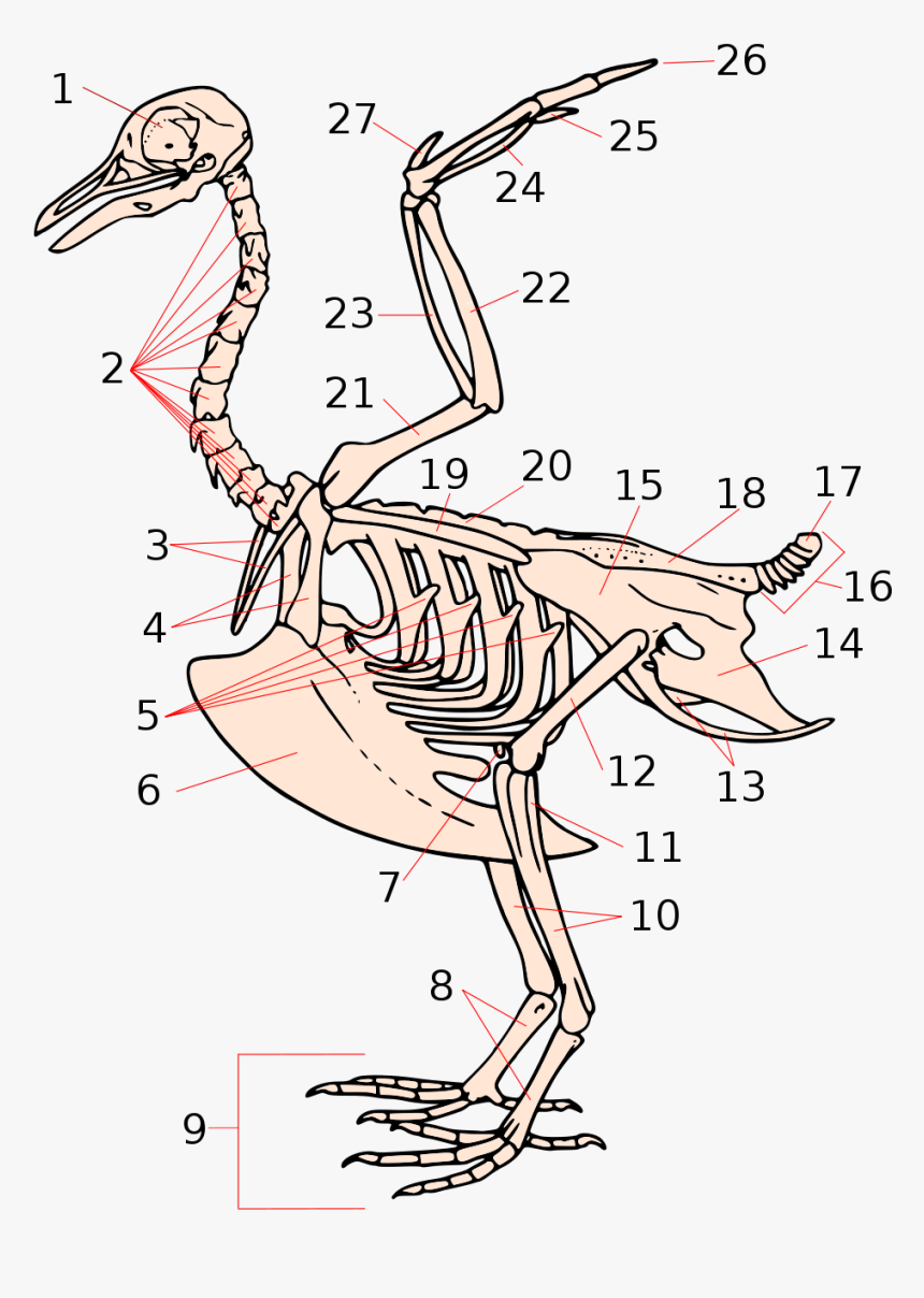 Skeleton Labeled, Skeleton Keys, Wing Anatomy, Bird - Bird Skeleton Labeled, HD Png Download, Free Download