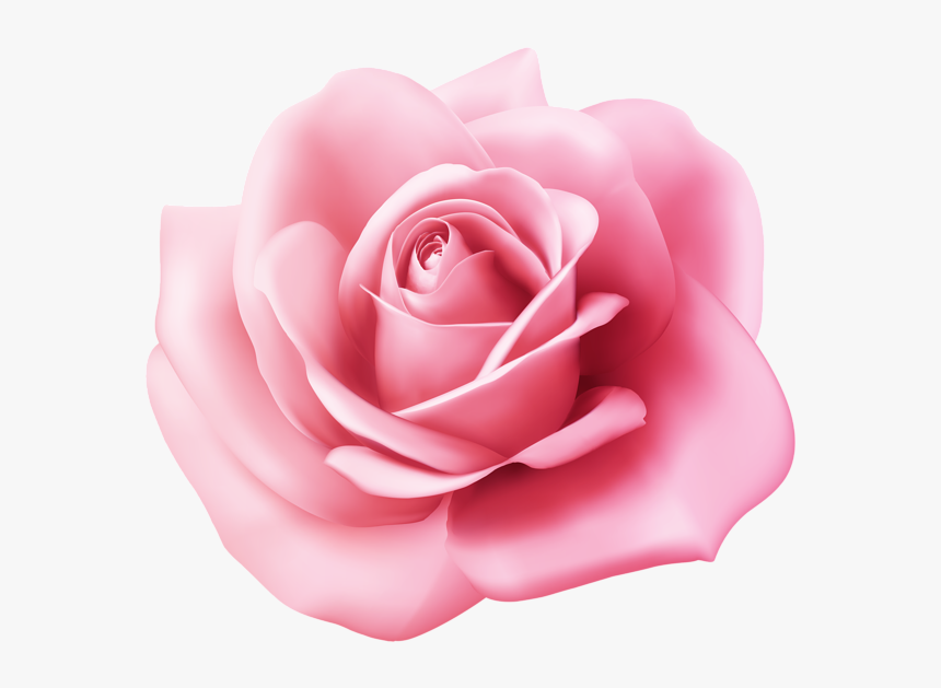 Transparent Pink Roses Png - Rose Clipart Pink Png, Png Download, Free Download