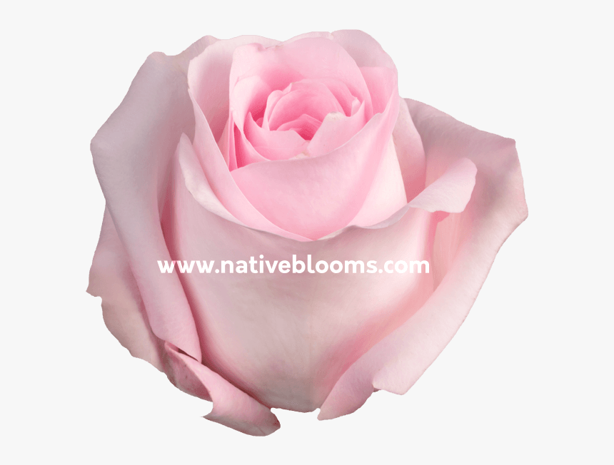 Image - Garden Roses, HD Png Download, Free Download