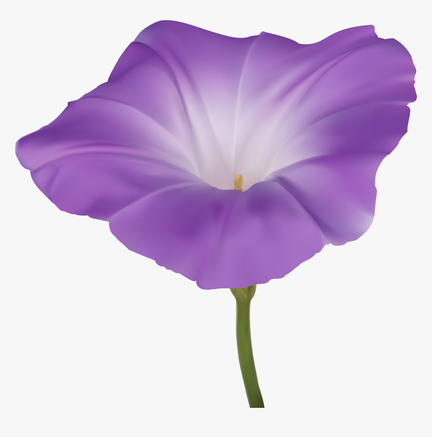 Purple Morning Glory Flower Png Clip Art Image, Transparent Png, Free Download