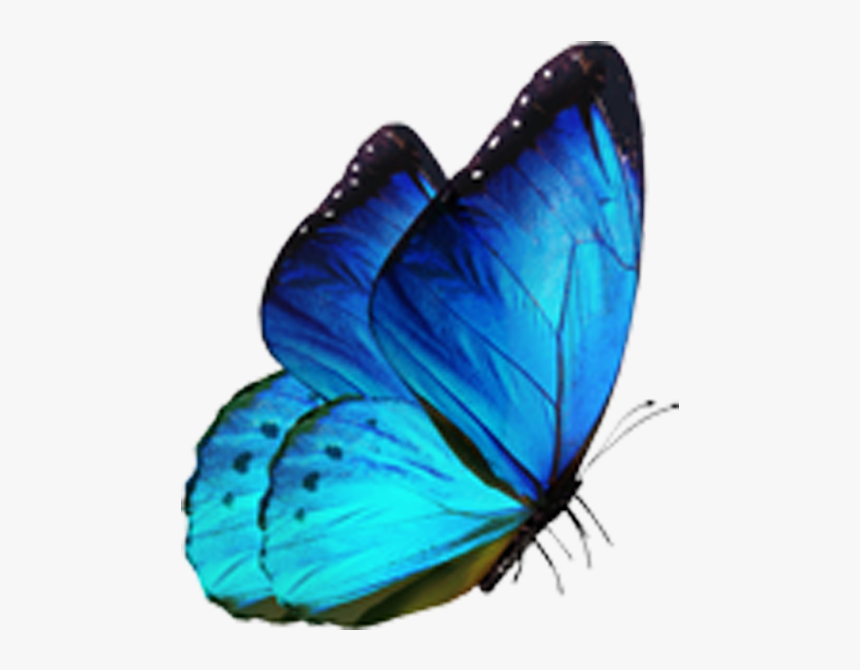 Butterfly Morpho Menelaus Blue - Blue Neon Butterfly Png, Transparent Png, Free Download