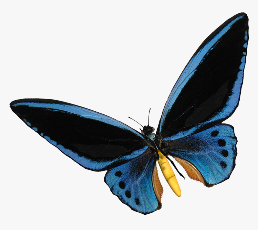 Blue Birdwing Butterfly Cut-out - Polyommatus, HD Png Download, Free Download