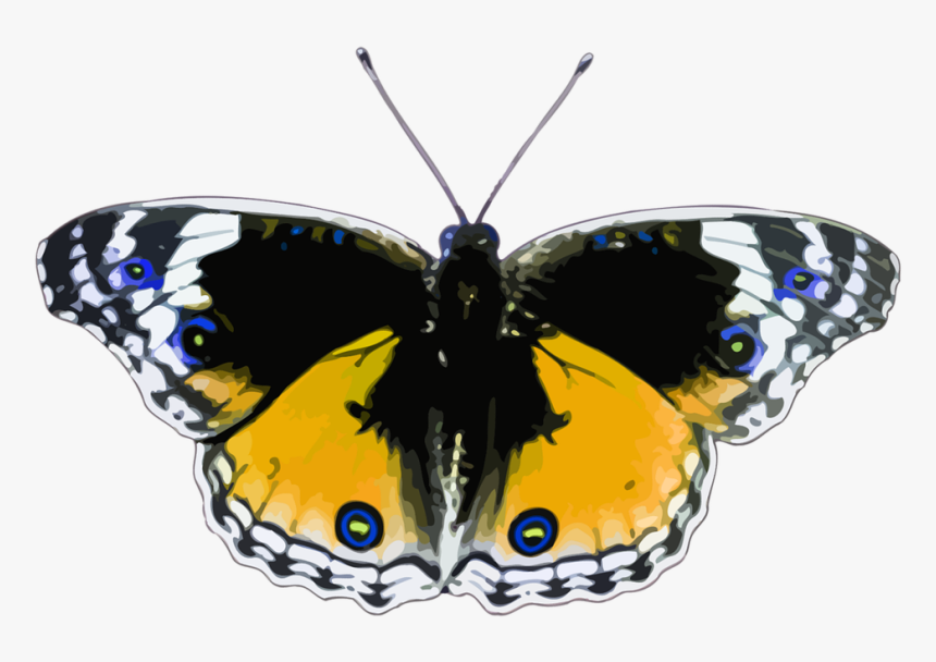 Black And White Brush Footed Butterflies, HD Png Download, Free Download