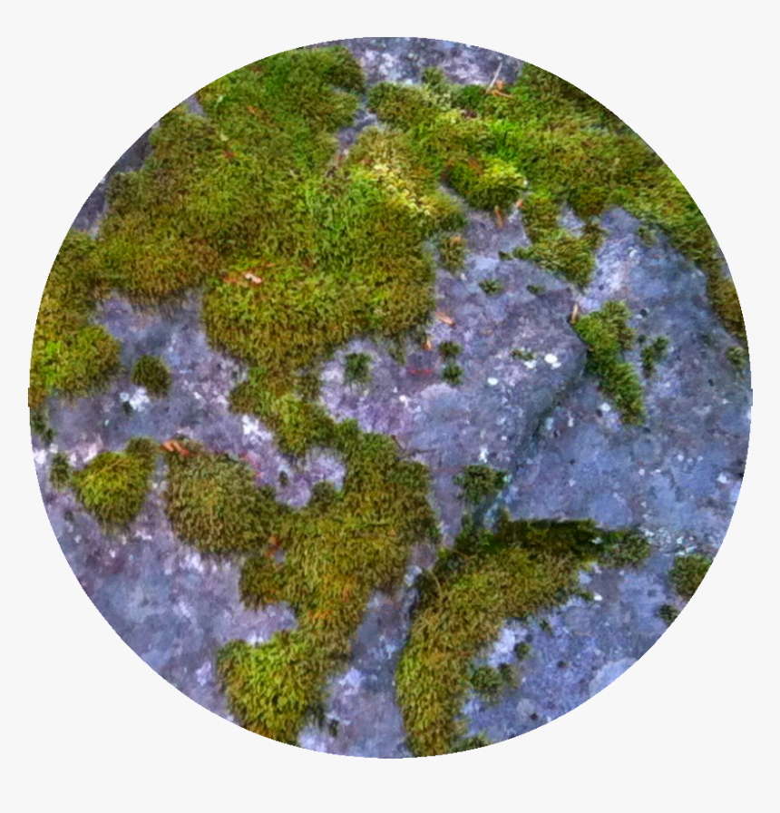 Moss , Png Download - Moss, Transparent Png, Free Download