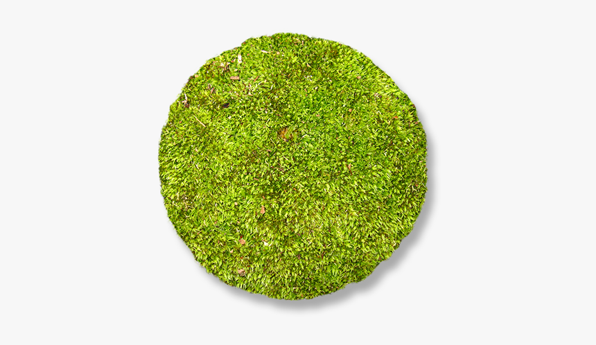 Moss, HD Png Download, Free Download