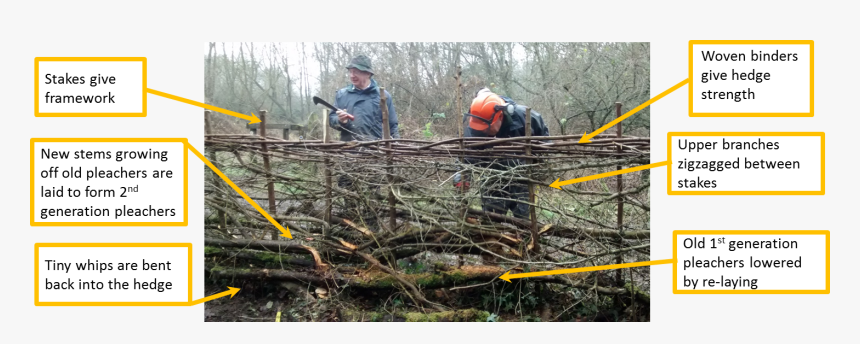 How We Lay A Hedge - Hedge Laying Before And After, HD Png Download, Free Download