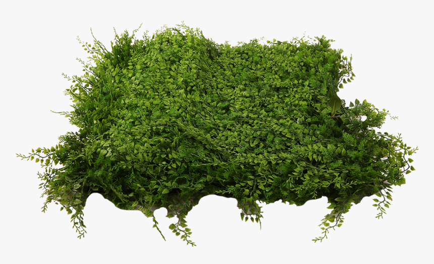 Moss, HD Png Download, Free Download