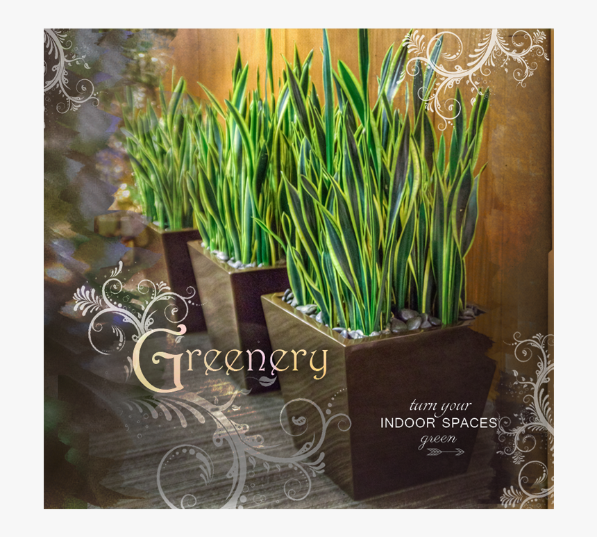 Flowerpot, HD Png Download, Free Download