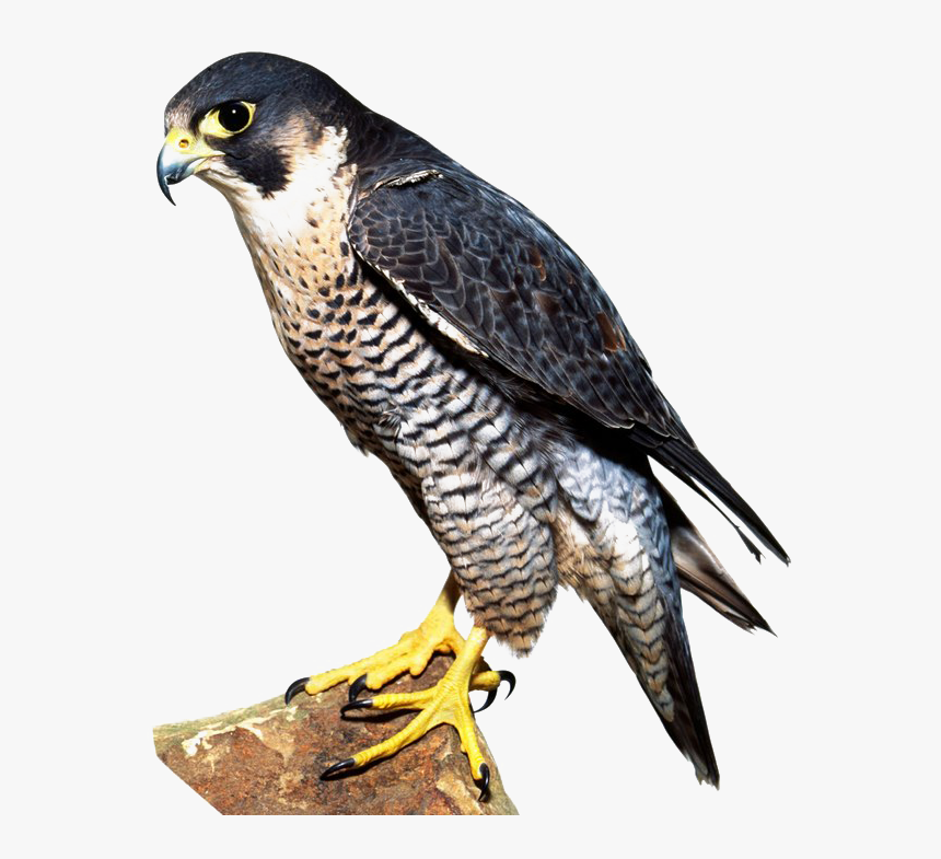 Falcon Png Image - Peregrine Falcon Talons, Transparent Png, Free Download