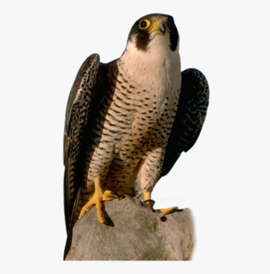 Peregrine Falcon With Transparent Background, HD Png Download, Free Download